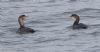 White-billed Diver at Southend Pier (Jeff Delve) (46264 bytes)
