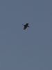Great White Egret at Wallasea Island (RSPB) (Tim Bourne) (23657 bytes)