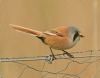 Bearded Tit at Bowers Marsh (RSPB) (Graham Oakes) (40492 bytes)