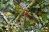 Brown Hawker at Benfleet Downs (Richard Howard) (91671 bytes)