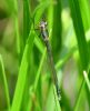 Scarce Emerald Damselfly at Canvey Way (Graham Oakes) (53535 bytes)