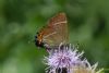 White-letter Hairstreak at Benfleet Downs (Richard Howard) (49481 bytes)