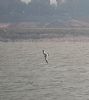 Sabine's Gull at Canvey Point (Paul Baker) (48003 bytes)