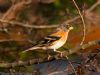 Brambling at Canewdon (Jeff Delve) (61339 bytes)
