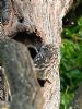 Little Owl at Southend Airport (Graham Oakes) (60630 bytes)