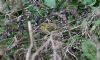 Serin at Gunners Park (Vince Kinsler) (114392 bytes)