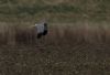 Hen Harrier at Wallasea Island (RSPB) (Jeff Delve) (56587 bytes)