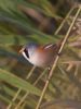 Bearded Tit at Bowers Marsh (RSPB) (Jeff Delve) (46873 bytes)