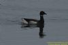 Black Brant at Wallasea Island (RSPB) (Richard Howard) (51576 bytes)