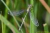 Scarce Emerald Damselfly at Canvey Way (Richard Howard) (48057 bytes)