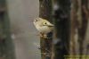 Goldcrest at Hockley Woods (Richard Howard) (78742 bytes)