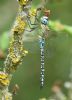 Southern Migrant Hawker at Bowers Marsh (RSPB) (Graham Oakes) (56769 bytes)