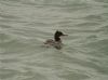 Goosander at Hullbridge (Vince Kinsler) (59189 bytes)