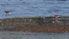 Lesser Yellowlegs at Vange Marsh (RSPB) (Jeff Delve) (76441 bytes)