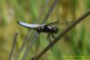 Broad-bodied Chaser at Vange Marsh (RSPB) (Richard Howard) (49287 bytes)