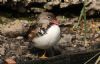Mandarin Duck at Wakering (Steve Arlow) (83901 bytes)