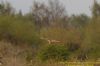 Short-eared Owl at Canvey Wick (Richard Howard) (90205 bytes)