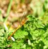 Ruddy Darter at Bowers Marsh (RSPB) (Graham Oakes) (100598 bytes)