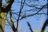 Siskin at Belfairs Golf Course (Richard Howard) (115318 bytes)