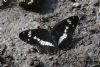 White Admiral at Belfairs N.R. (Matt Bruty) (123564 bytes)