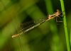 Emerald Damselfly at Vange Marsh (RSPB) (Graham Oakes) (41241 bytes)