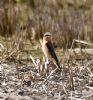Wheatear at Bowers Marsh (RSPB) (Graham Oakes) (95397 bytes)