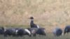 Black Brant at Wallasea Island (RSPB) (Tim Bourne) (33525 bytes)