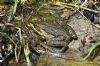 Marsh Frog at Benfleet Downs (Richard Howard) (134849 bytes)