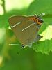 White-letter Hairstreak at Bowers Marsh (RSPB) (Graham Oakes) (54829 bytes)