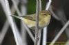 Chiffchaff at Gunners Park (Richard Howard) (44406 bytes)