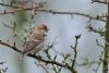 Redpoll at Canvey Wick (Tim Bourne) (54629 bytes)