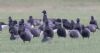 Black Brant at Wallasea Island (RSPB) (Jeff Delve) (42586 bytes)