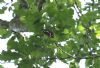 Purple Emperor at Belfairs N.R. (Matt Bruty) (63958 bytes)