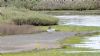 Redshank at Two Tree Island (West) (Graham Mee) (92332 bytes)