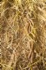 Slow-worm at South Fambridge (Paul Baker) (145745 bytes)