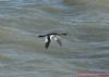 Great Northern Diver at Southend Pier (Richard Howard) (94128 bytes)