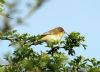 Chiffchaff at Vange Marsh (RSPB) (Vince Kinsler) (72640 bytes)