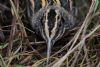 Jack Snipe at Vange Marsh (RSPB) (Tim Bourne) (75713 bytes)