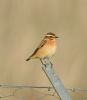 Whinchat at Bowers Marsh (RSPB) (Graham Oakes) (37793 bytes)