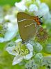 White-letter Hairstreak at Bowers Marsh (RSPB) (Graham Oakes) (63790 bytes)