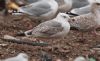 Caspian Gull at Private site with no public access (Steve Arlow) (164131 bytes)