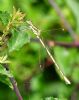 Southern Emerald Damselfly at Canvey Way (Graham Oakes) (64927 bytes)