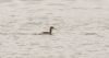 Red-necked Grebe at South Fambridge (Steve Arlow) (95969 bytes)