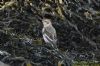 Snow Bunting at South Fambridge (Richard Howard) (97508 bytes)