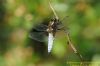 Broad-bodied Chaser at Benfleet Downs (Richard Howard) (43640 bytes)