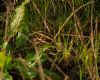 Jack Snipe at Airport Business Park (Paul Baker) (96378 bytes)