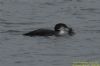 Great Northern Diver at South Fambridge (Richard Howard) (51328 bytes)