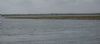 Common Seal at River Roach (Graham Mee) (33403 bytes)