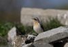 Wheatear at Bowers Marsh (RSPB) (Jeff Delve) (43552 bytes)