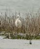 Spoonbill at Wallasea Island (RSPB) (Graham Oakes) (125657 bytes)